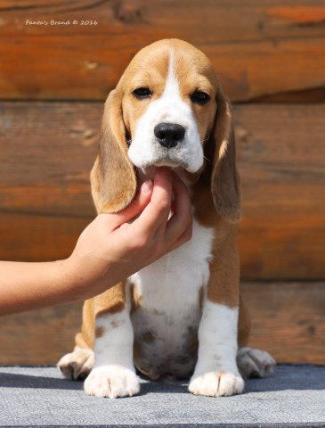 beagle - tango 5